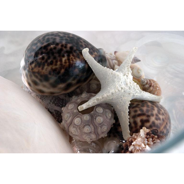 Starfish Medium White 3D